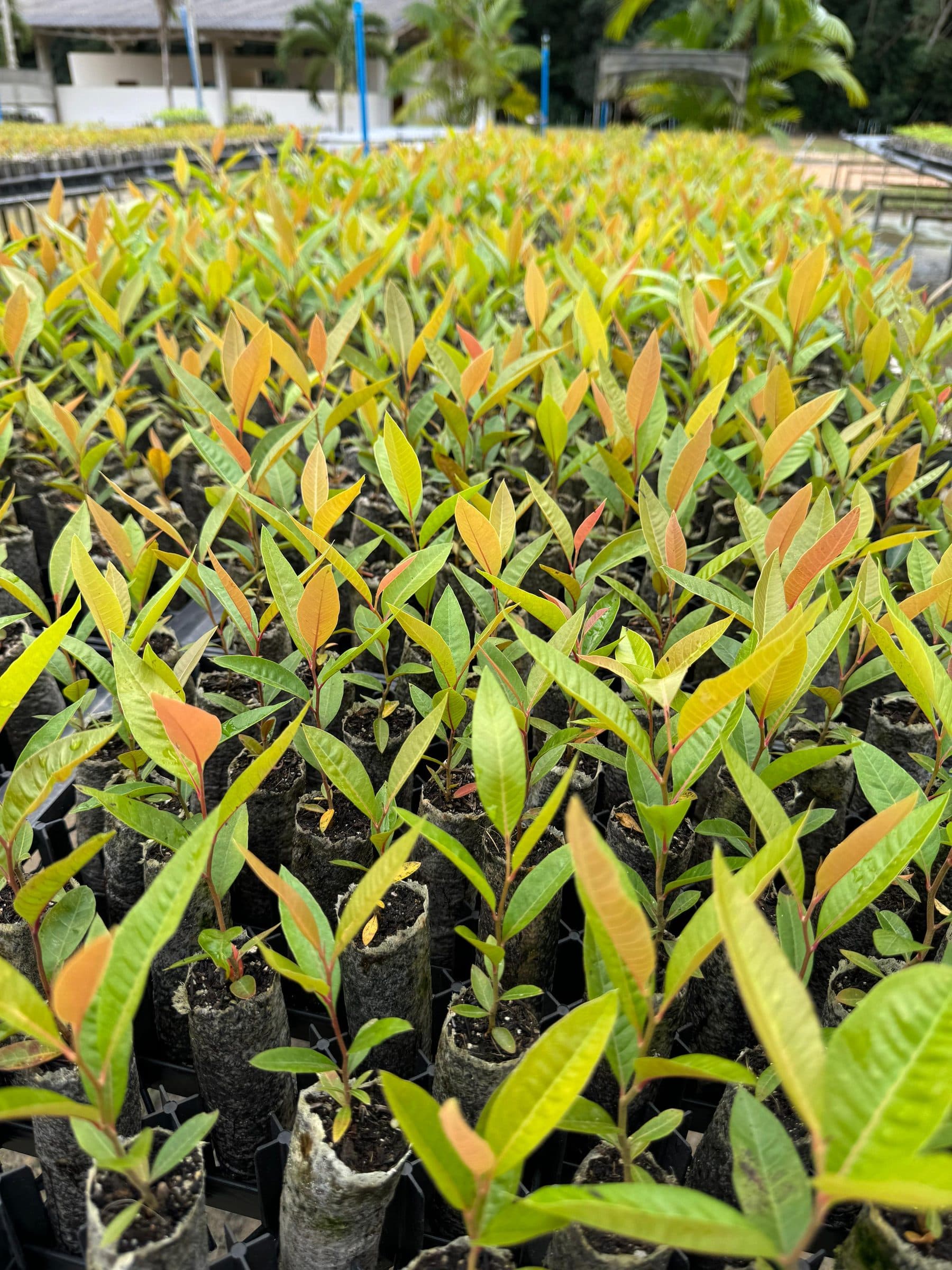 Seedlings in tree tubes at an Emflora nursery