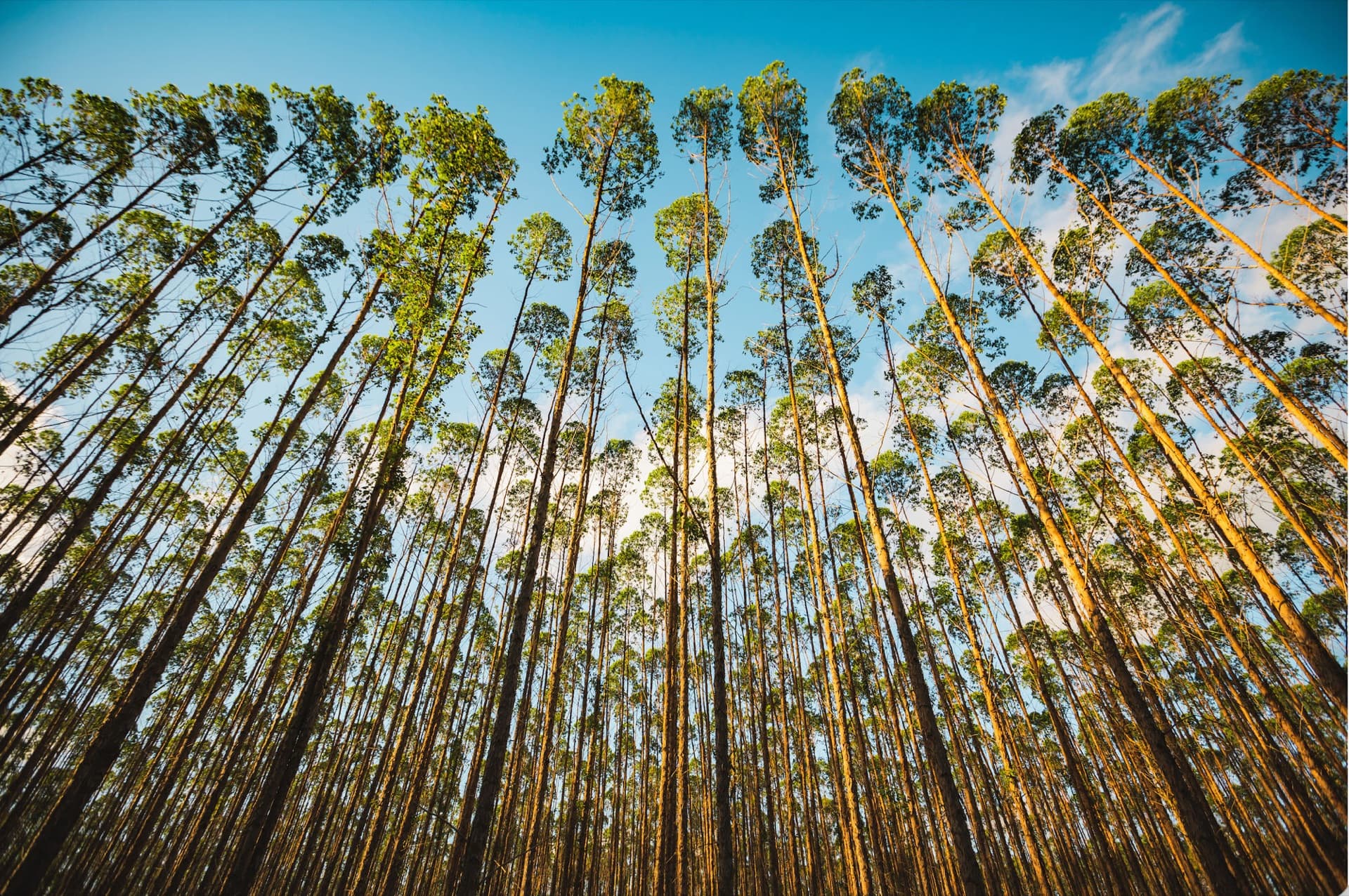 Eucalyptus trees seen from the ground against a blue sky