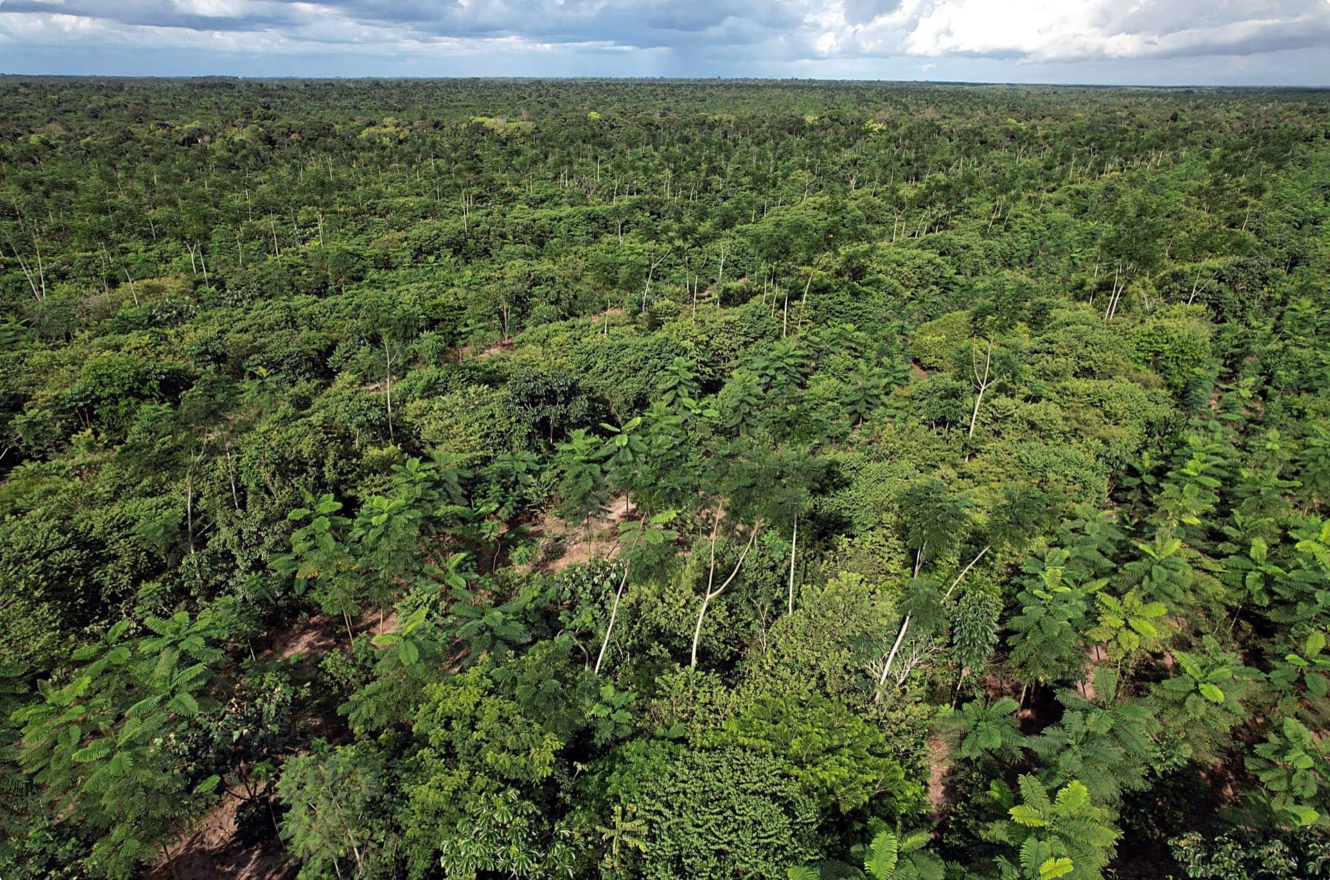 Aerial view of forest under restoration
