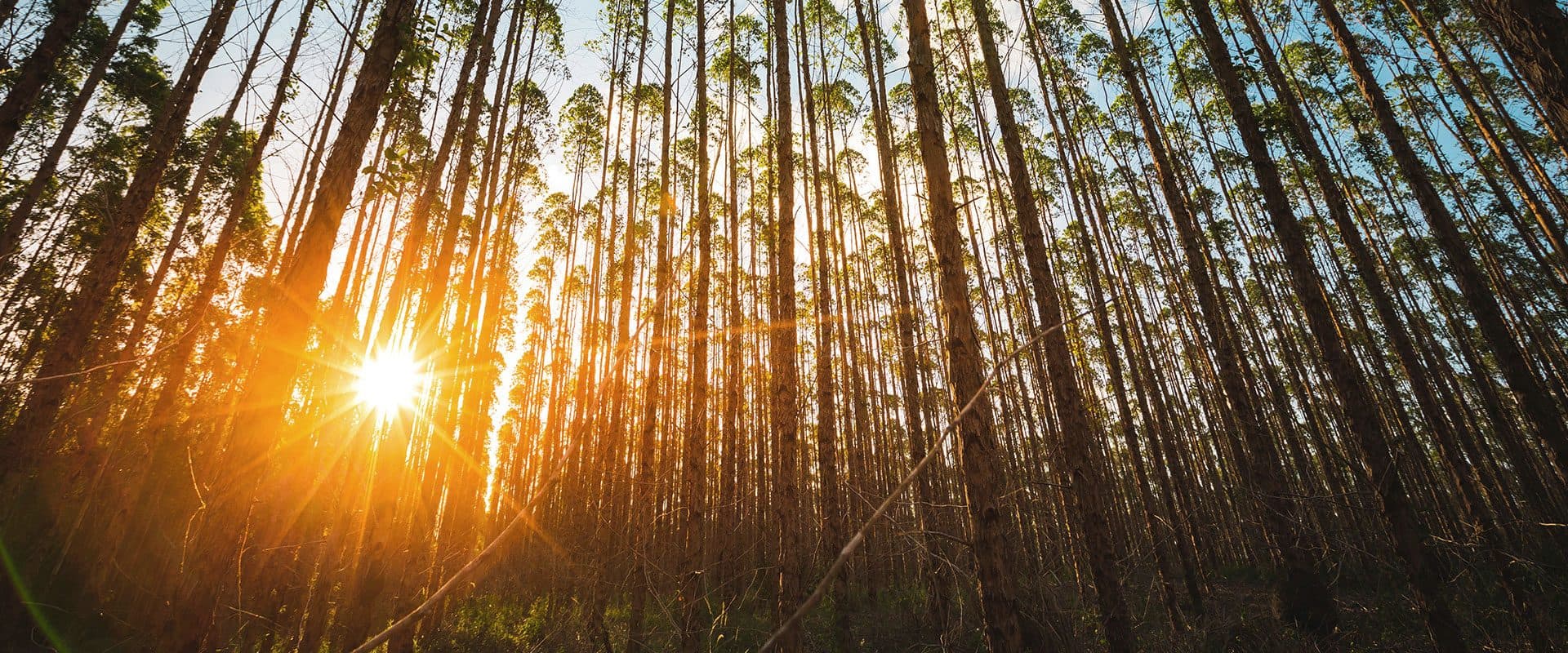 Rows of eucalyptus at sunset — the planted forest stretches into the distance