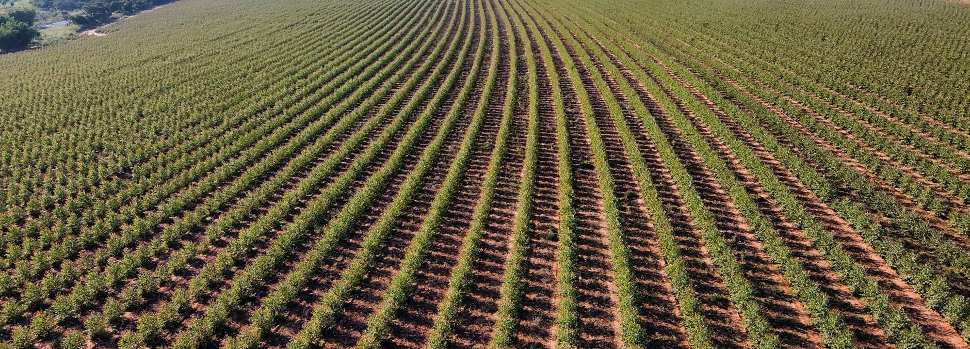 Aerial view of young eucalyptus planting in curved rows