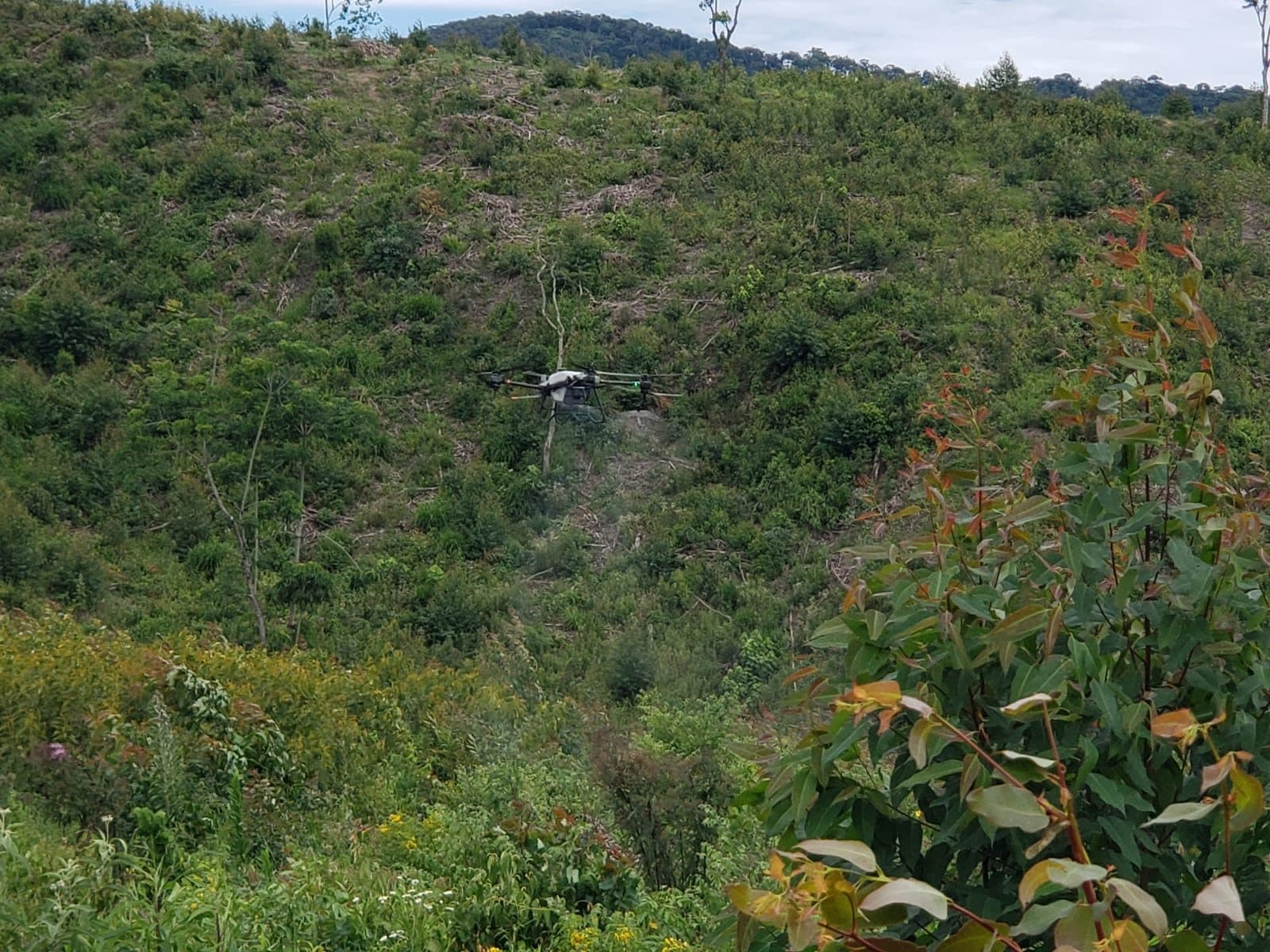 Drone operating over a hillside planting area