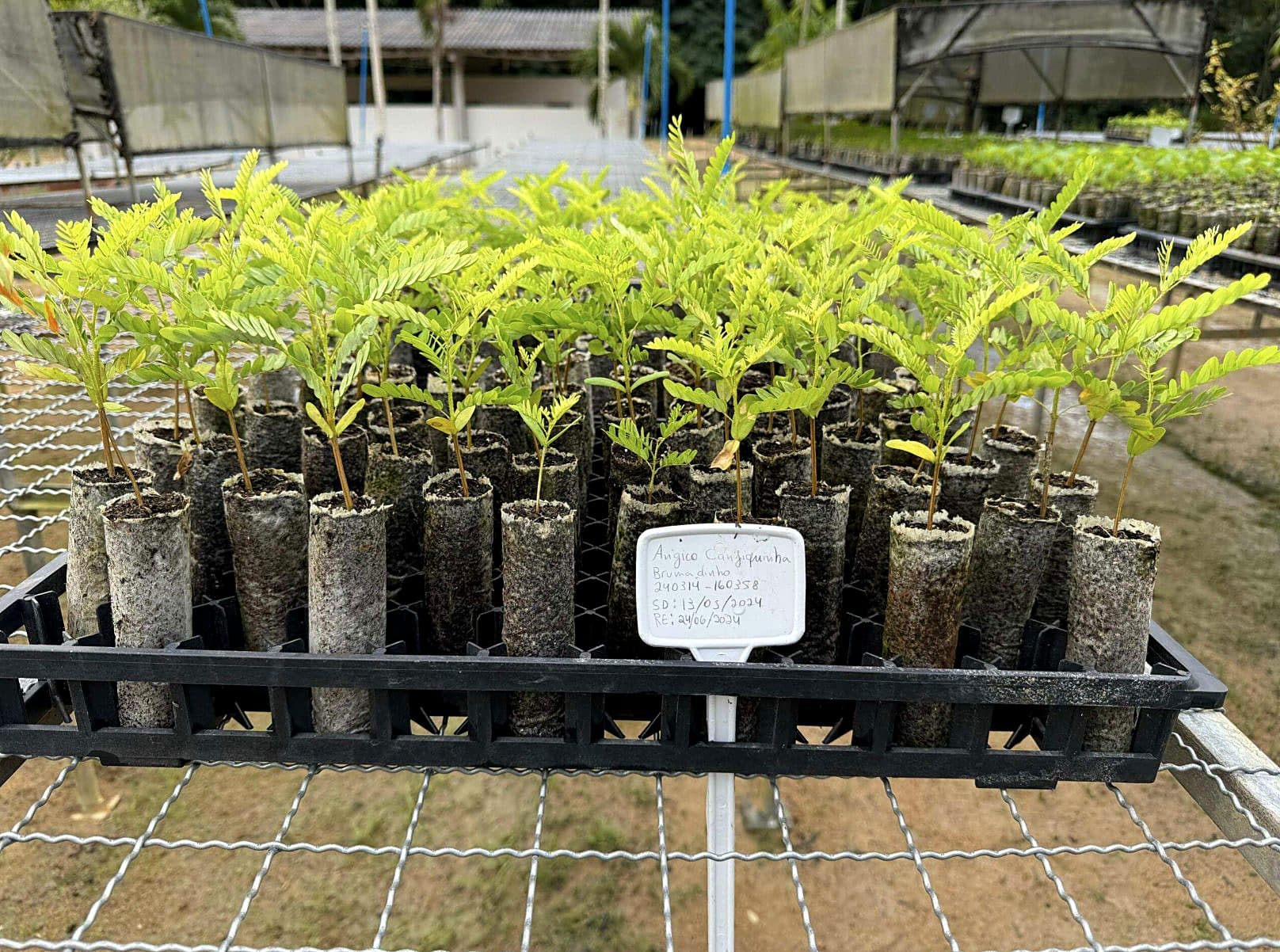 Native seedlings growing at the Emflora nursery