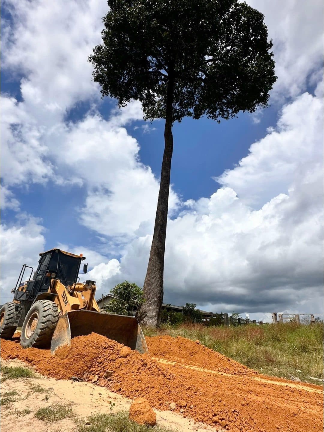 Cargadora frontal de Emflora moviendo suelo en obra de caminos forestales, junto a un árbol nativo preservado